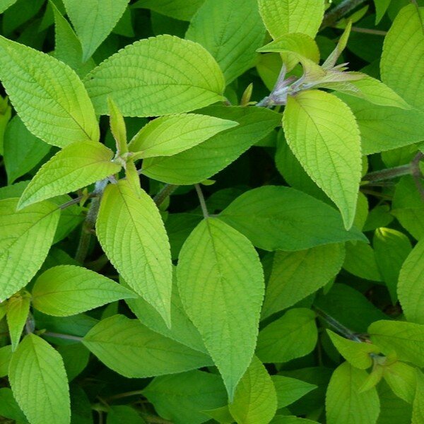 Sauge Ananas (Salvia rutilans) Plant – Image 2