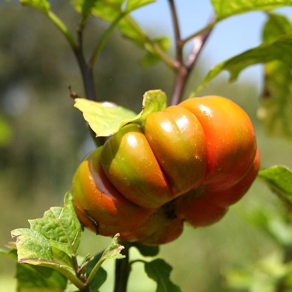 Solanum aethiopicum (Aubergine africaine, Gilo) Graines – Image 2