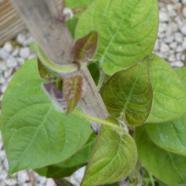 La Plante Fromage Véritable (Plante comestible rare) Plant – Image 6