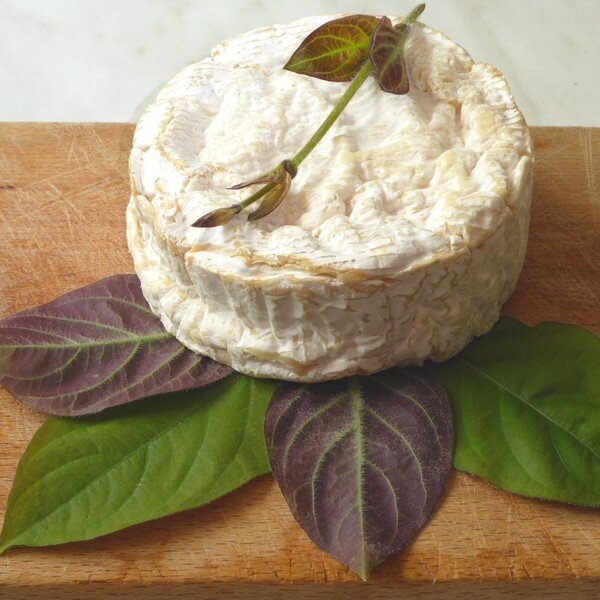 La Plante Fromage Véritable (Plante comestible rare) Plant – Image 4