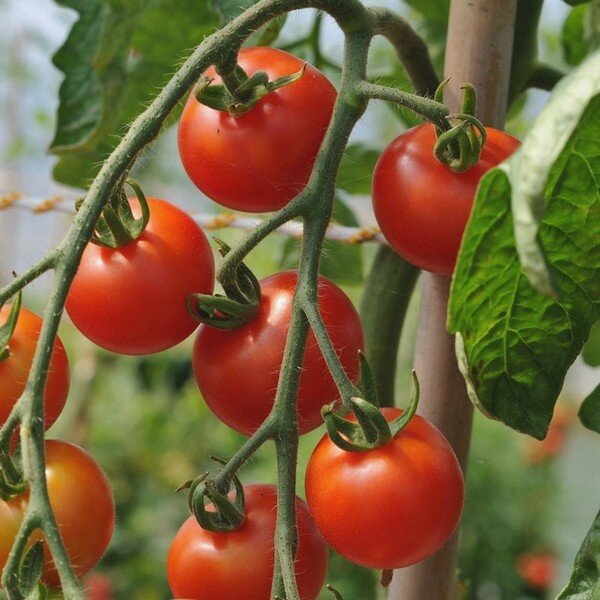 Tomate cerise ‘Délice du Jardinier’ Graines