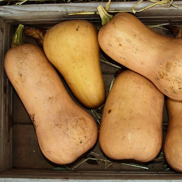Courge musquée ‘Butternut’ Graines – Image 3