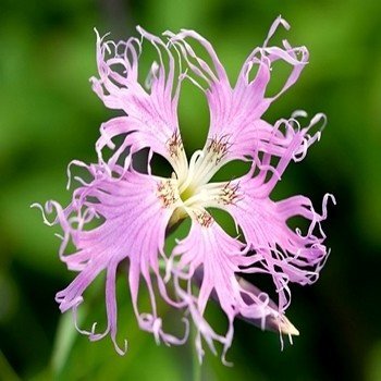 Oeillet Superbe (Dianthus superbus) Graines – Image 2