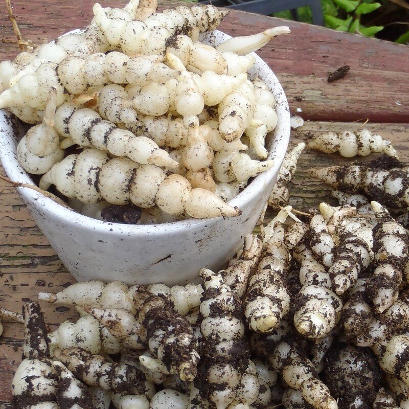 Crosne du Japon (Stachys affinis) 50 Grammes – Image 2