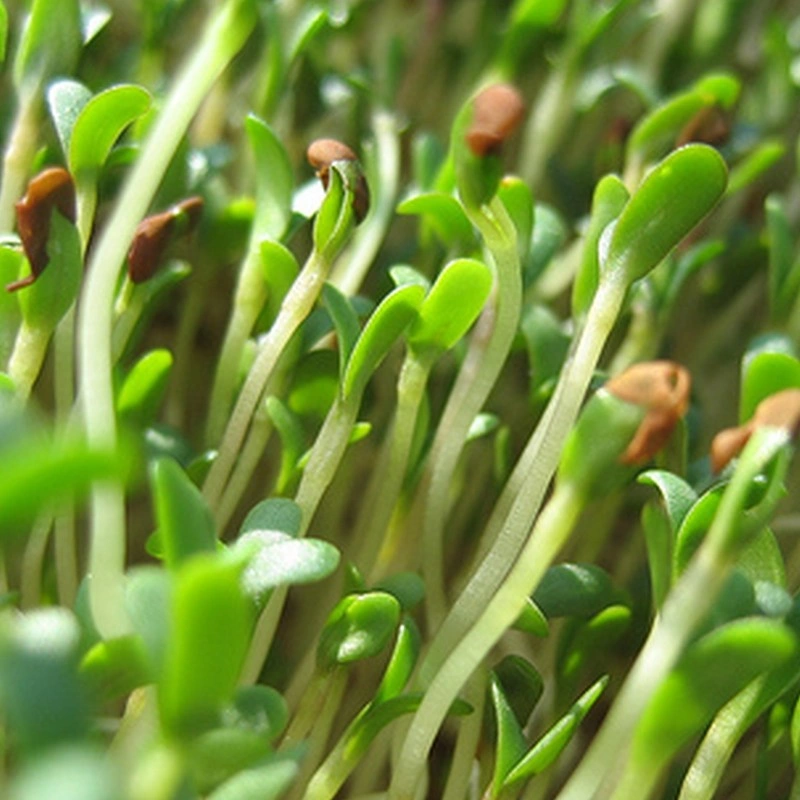 Luzerne “Alfalfa” (Micro-pousses) Graines – Image 2