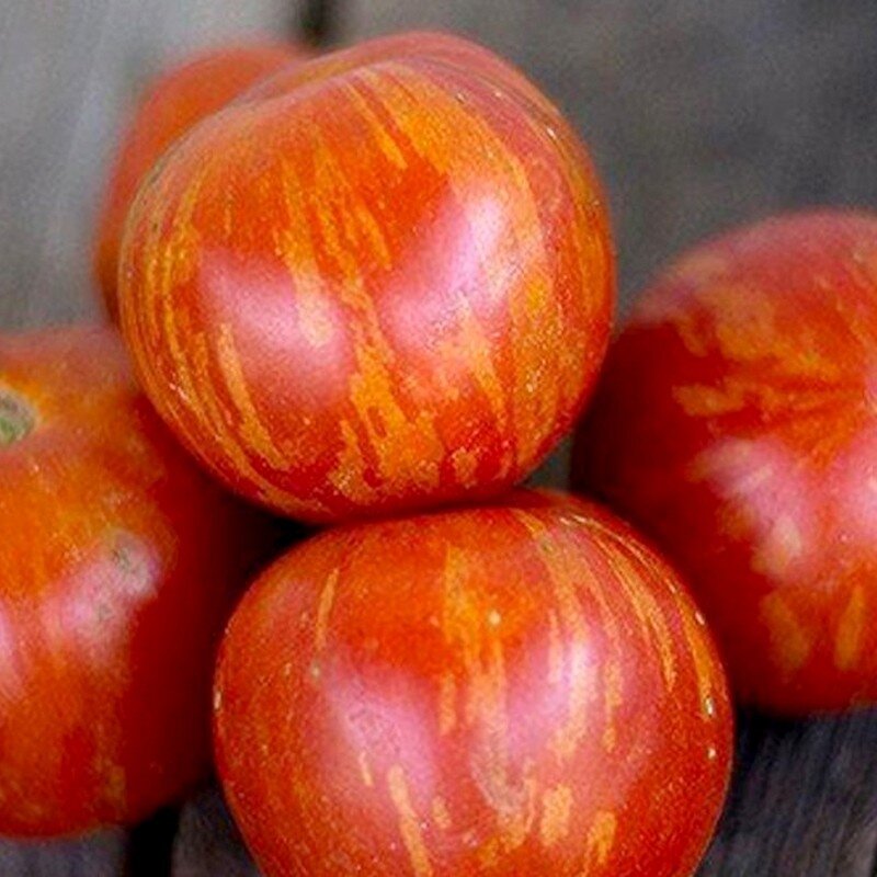 Tomate Bicolore ‘Tigrella’ Graines – Image 3