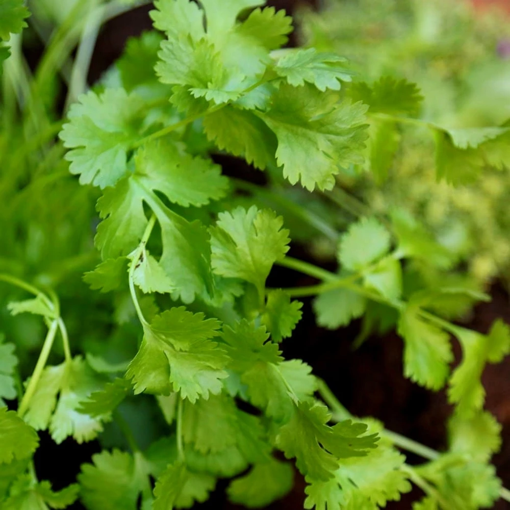 Coriandre cultivée (Coriandrum sativum) Graines