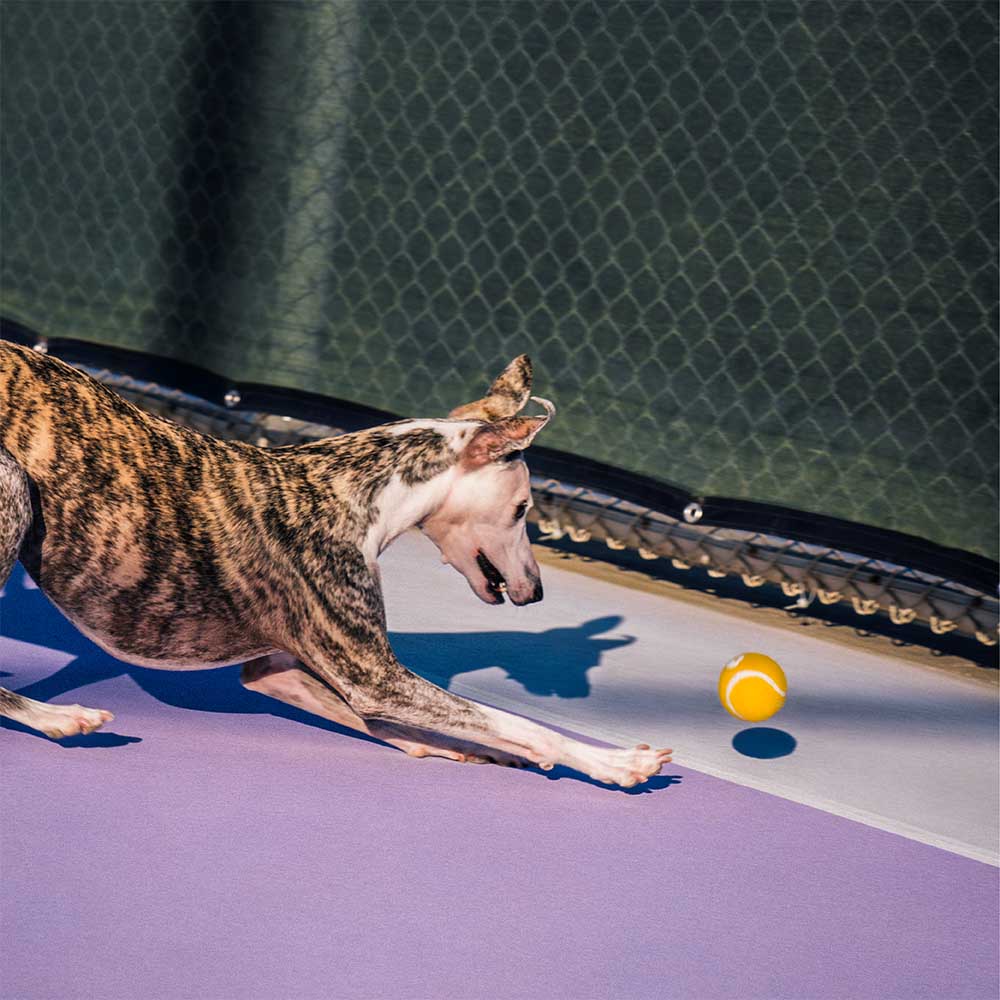 Jouet pour chien balle de tennis FUNNYFUZZY avec couineur et effet rebond – Image 7