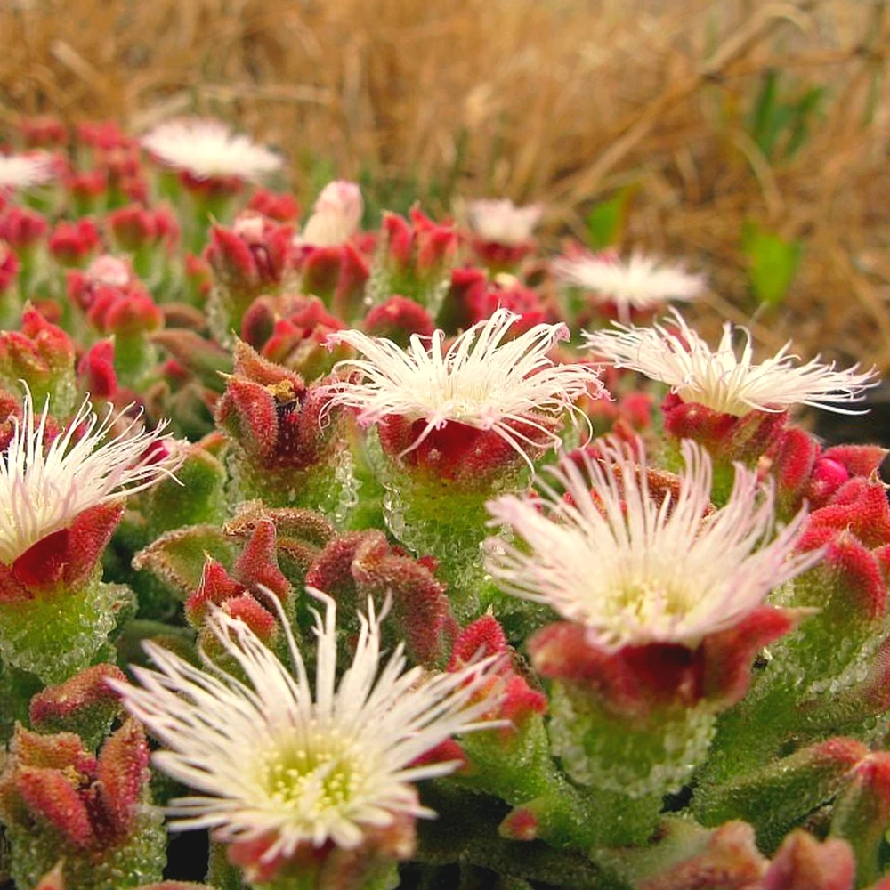 Ficoïde glaciale (Mesembryanthemum crystallinum) Graines – Image 2
