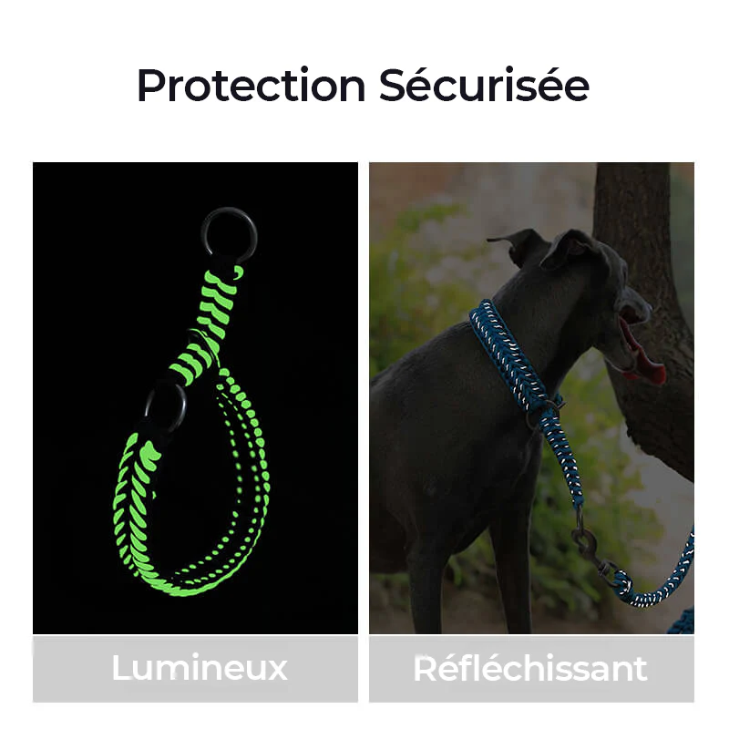 Collier et Laisse Lumineux Grand Chien Faits Main Anti-Traction – Image 7