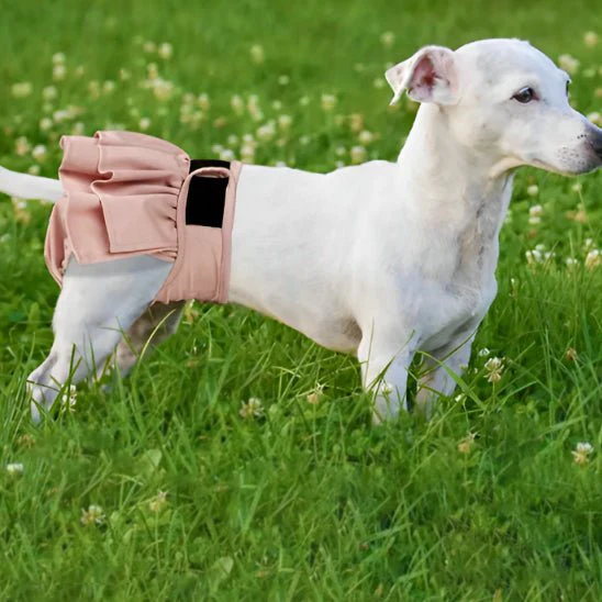 culotte pour chien – Image 6