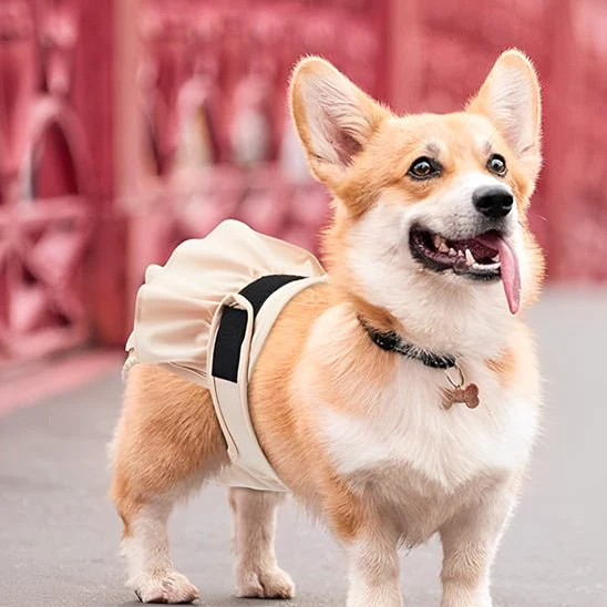 culotte pour chien – Image 2