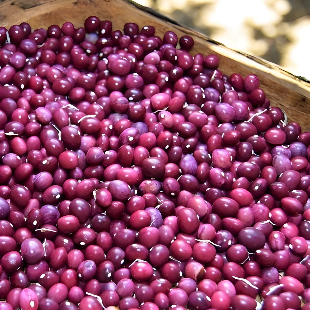 Haricot ‘Coco de la Meuse’ (Variété Lorraine) Graines – Image 2