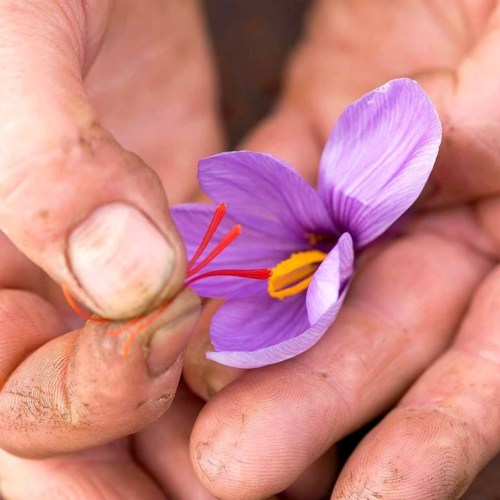 Crocus à Safran (Crocus sativus) Bulbes BIO – Calibre 7-8 – Image 2